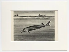 Sterlet Fish Print - 1893 Mounted Antique Black & White Engraving