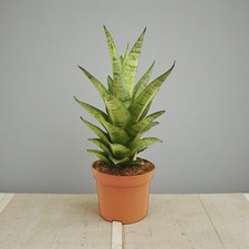 Sansevieria ‘Tough Lady’ - Snake plant - Evergreen | House Plant | 25-30cm Tall