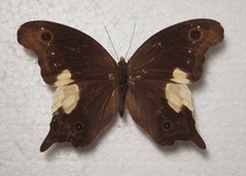Neorina lowii neophyta Male Male Motyle Entomologia