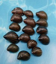 16 Tiger Zebra Nerite Snail SHELLS ONLY Crafting Nature Shells In Container