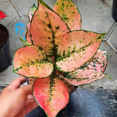 Aglaonema Orange Kom Kom Beautiful Condition Real Picture