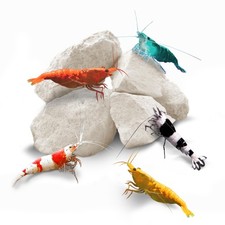 Shrimp Rocks, Calcium, Magnesium Rocks for Crayfish, Hermit Crab, Snails, Cru...