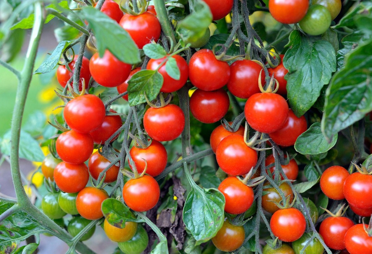 【レッチリとまと】 Tomato 10 varieties Value Pack HEIRLOOM 400+ seeds 100