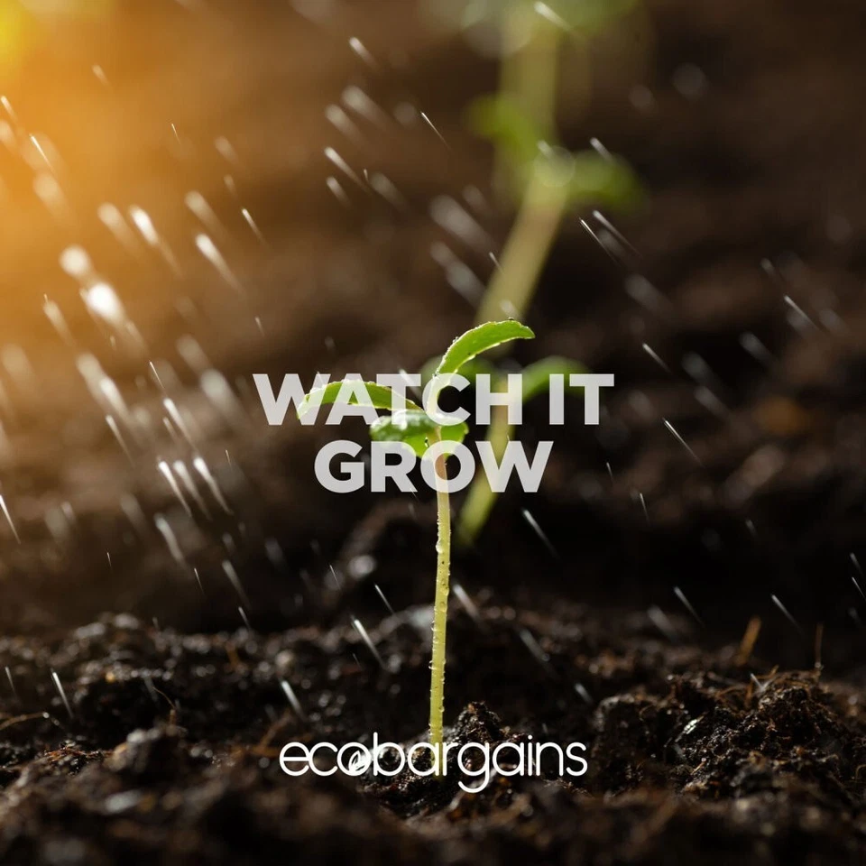 Deepest Sympathy Plantable Seed Card Lavender Seeds Eco Friendly A6 - Image 4 of 4