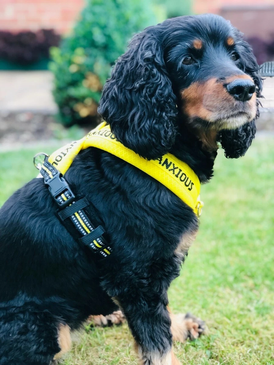 Yellow padded non pull ANXIOUS Y harness reactive nervous dogs that need  space | eBay