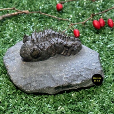 Trilobite Drotops armatus  from Morocco Devonian fossil