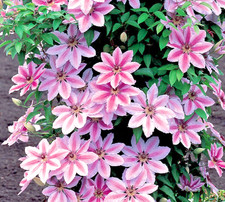 Clematis 'Nelly Moser in 9cm  pot Pink & white flowers. FREE DELIVERY