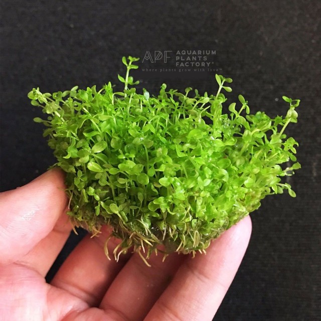 Pearl Weed Clump Micranthemum Micranthemoides Live Aquarium Plant