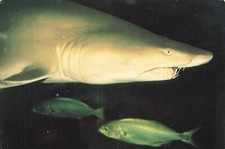Postcard Sand Tiger Shark Mystic Marinelife Aquarium Mystic Connecticut 4 x 6