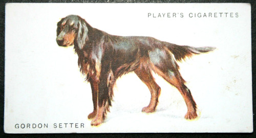 GORDON SETTER   Vintage 1931 Illustrated Dog Card