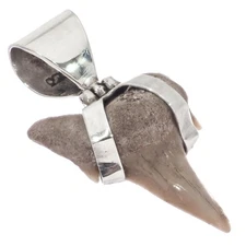 925 Silver Small Genuine Complete Shark Tooth Fossil Sterling Pendant, 1 1/8"
