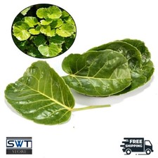 Dried Shield Aralia Leaves Polyscias Scutellaria Mangkokan 70 Leaf Herbal Tea