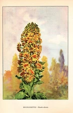 1926 Vintage GARDEN FLOWER "MIGNONETTE" GORGEOUS COLOR Art Print Lithograph