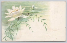 Vintage 1911 Schulz Pianos Advertising Postcard with White Lotus Flower