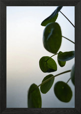 Pilea peperomioides Pflanze Nahaufnahme Gerahmtes Wandbild Poster Leinwanddruck Bild