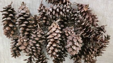 Lot of 25 Pinecones - Approx 5-6" Long Eastern White Pine - Crafts - Christmas