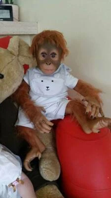 annabelle hugs monkey