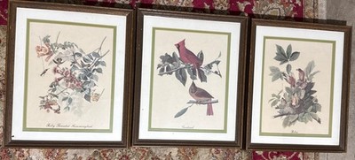 3 Vintage John James Audubon Bird Prints Framed Green Matting 15 x12.5  Cardinal