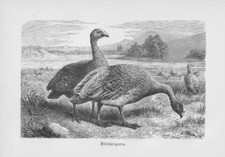 H&uuml;hnergans Cereopsis novaehollandiae Ente Enten  original Holzstich 1892