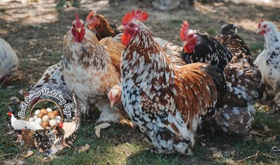 Bantam Cochins Hatching Eggs 6 Only NPIP Certified -FAST SHIPPING