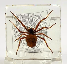 38mm Real Wolf Spider on Web in Clear Lucite Resin Preserved Arachnoids Specimen
