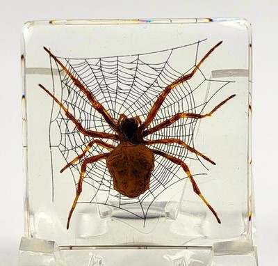 38mm Real Wolf Spider on Web in Clear Lucite Resin Preserved Arachnoids Specimen
