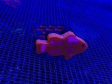 Magnetic Nano Coral Frag Rack clownfish