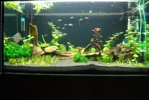 Aquarium BLACK Sand Natural Fish Tank Decoration Plant Substrate 0,6-1,2mm 30kg - Picture 5 of 10