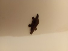 Britains Zoo Duckbilled Plattypus 1970's Loose Figure Complete