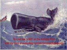 MARINE Sperm Whale, Whaling, 100+ Yr-old Antique Color Print, Louis Sargent