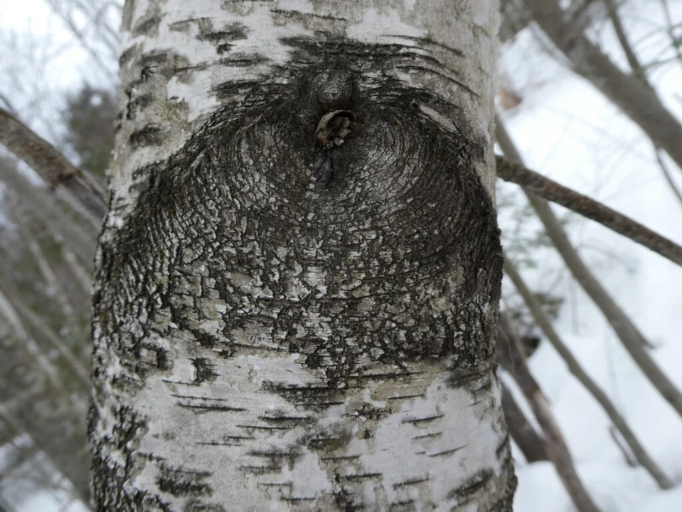 Семена деревьев Betula populifolia (серая береза), привлекательная кора бонсай - Изображение 2 из 4