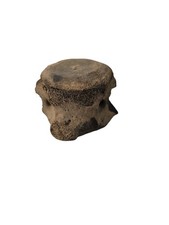  Fossilized Whale? Dolphin? Vertebrae Marine Mammal? Real? Replica READ