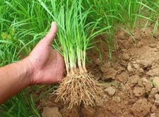 50-Fresh Garlic Chinese Chives leeks Allium Bare Roots Live Plant  (Not Seeds)