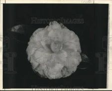 1973 Press Photo Campari Camellia grown by Mr. and Mrs. Harry J. Bettes