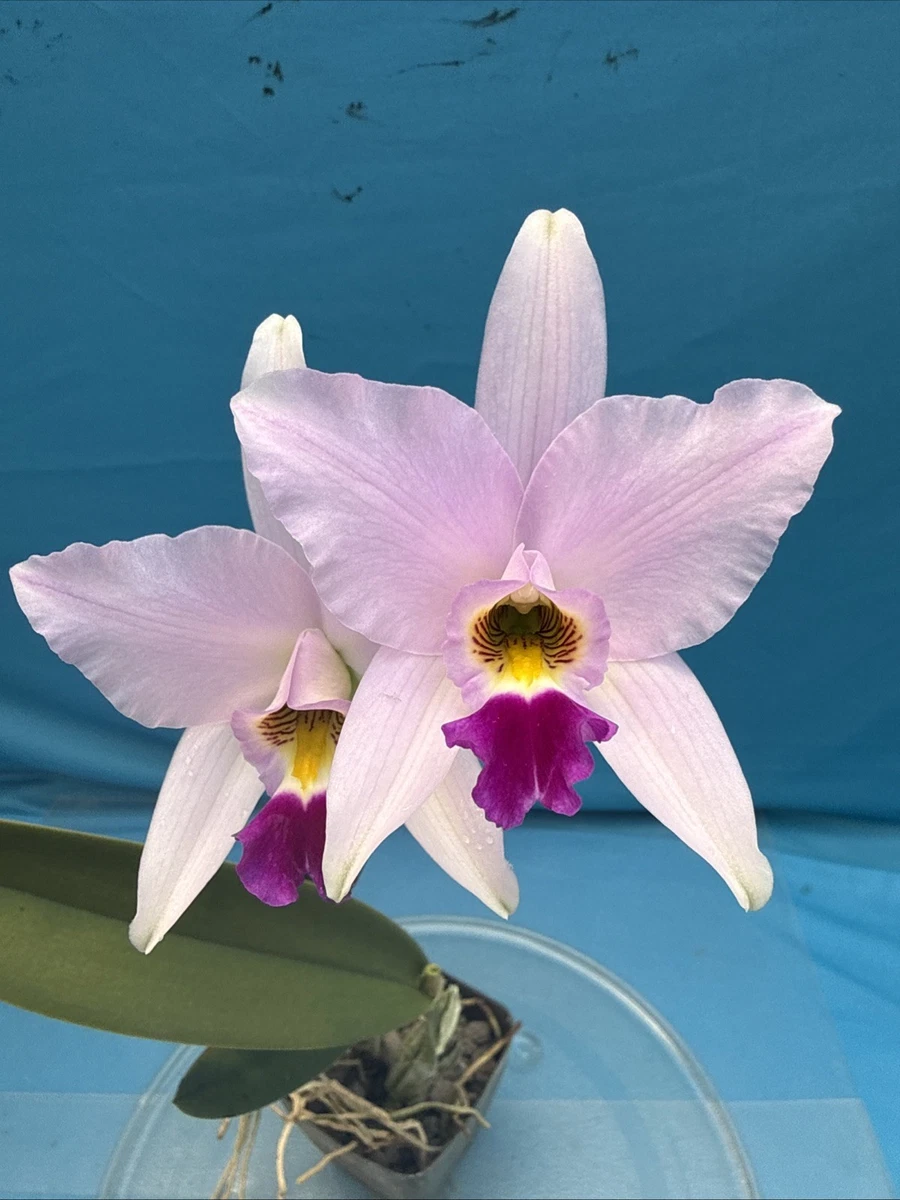 Laelia Orchids for sale | eBay