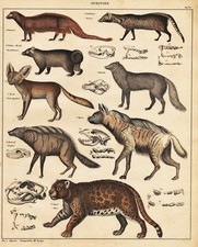 Jaguar Fennek Fennec Fox Hyène Hyena Renard Polaire Lithographie Oken 1830