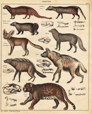 Jaguar Fennek Fennec fox Hyäne Hyena Polarfuchs Lithograph Oken 1830