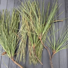 Fresh Eastern White Pine Needles Organic 4 Oz