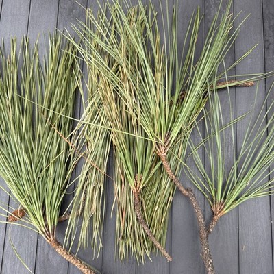 Fresh Eastern White Pine Needles Organic 4 Oz