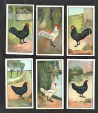 Cocks & Hens Set Of 6 Dutch Cards 1929 Ser A3 No 55-60 Chicken Poultry Javas