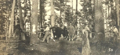 Antique Vtg RPPC Lumberjack Logging Scene Hand Sawing Trees Men Oxen Occupation