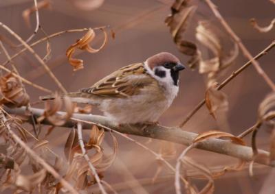 HOUSE SPARROW BIRD GLOSSY POSTER PICTURE PHOTO PRINT small wild aviary 4770