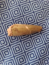 1 3/4 INCH LONG SPINOSAURUS TOOTH  REAL FOSSIL SPINOSAUR JURASSIC WORLD NICE
