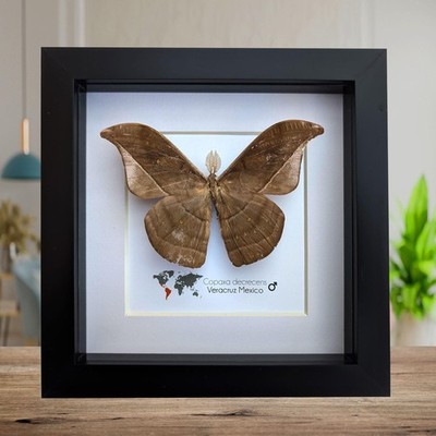 Gerahmte Copaxa Decrecens Motte, ethische Präparation, Entomologie Wanddeko