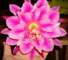 Epiphyllum Hybrid 'Showboat' Fully-Rooted Starter Pot