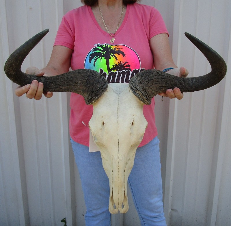 South African Blue Wildebeest Skull w/23 inch wide horns Taxidermy #51912