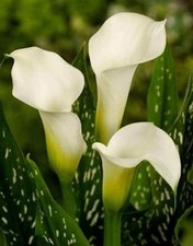 Lot of 3 Calla Lily Bulbs   Albomaculata   White Blooms, Spotted Foliage
