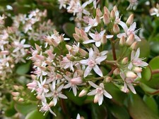 Jade Plant, Money Tree, Succulent, Crassula Ovata - 500 seeds 2025 - USA
