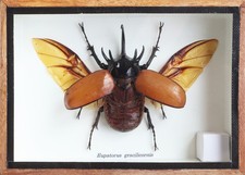 Real 5 Horned Rhino Beetle Eupatoris Gracilic...