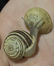 Live Milk Snails 6 Mystery Mix Pack